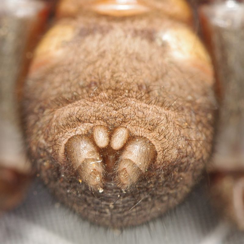 tqsmqnica